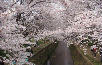 引地川千本桜